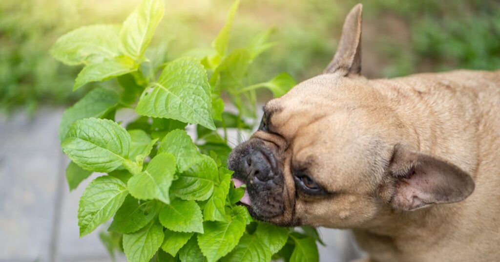 dog eating leaves