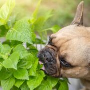 dog eating leaves