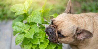 dog eating leaves