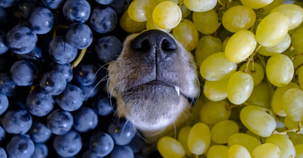 My Dog Ate Grapes But Seems Fine What Should I Do Furtropolis   Dog Grapes 1024x536 