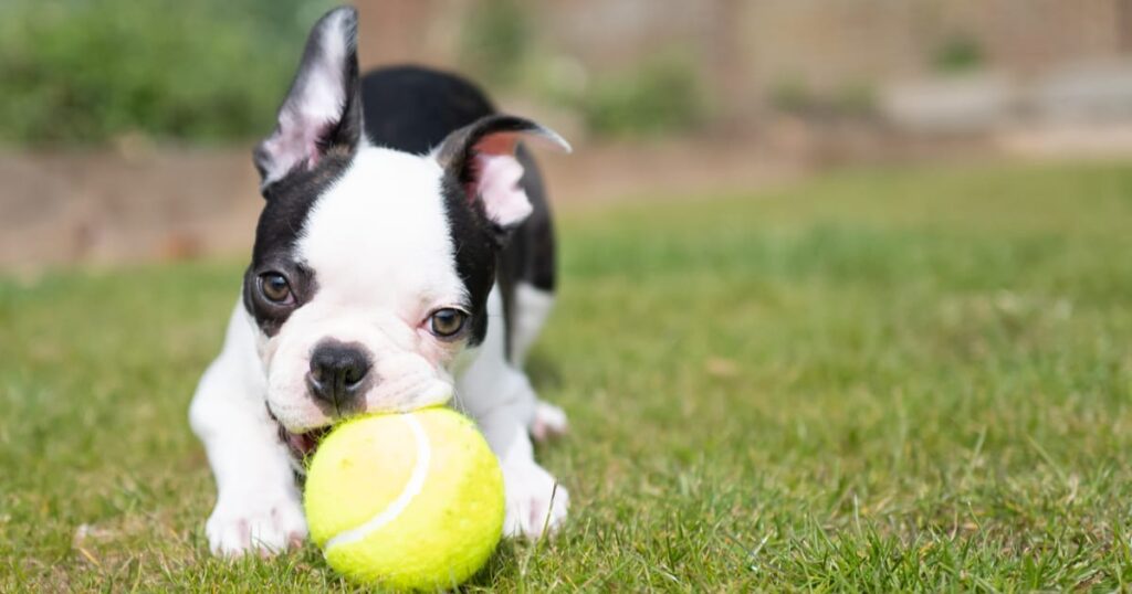 puppy with a tennis ball. how to take care of a new puppy