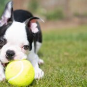 puppy with a tennis ball. how to take care of a new puppy