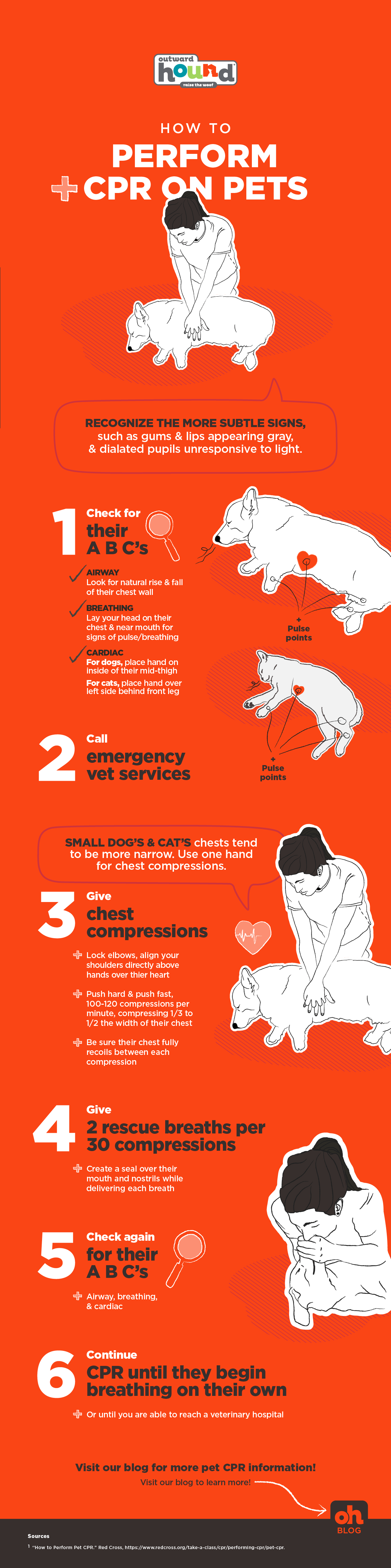 how to perform cpr on a dog infographic