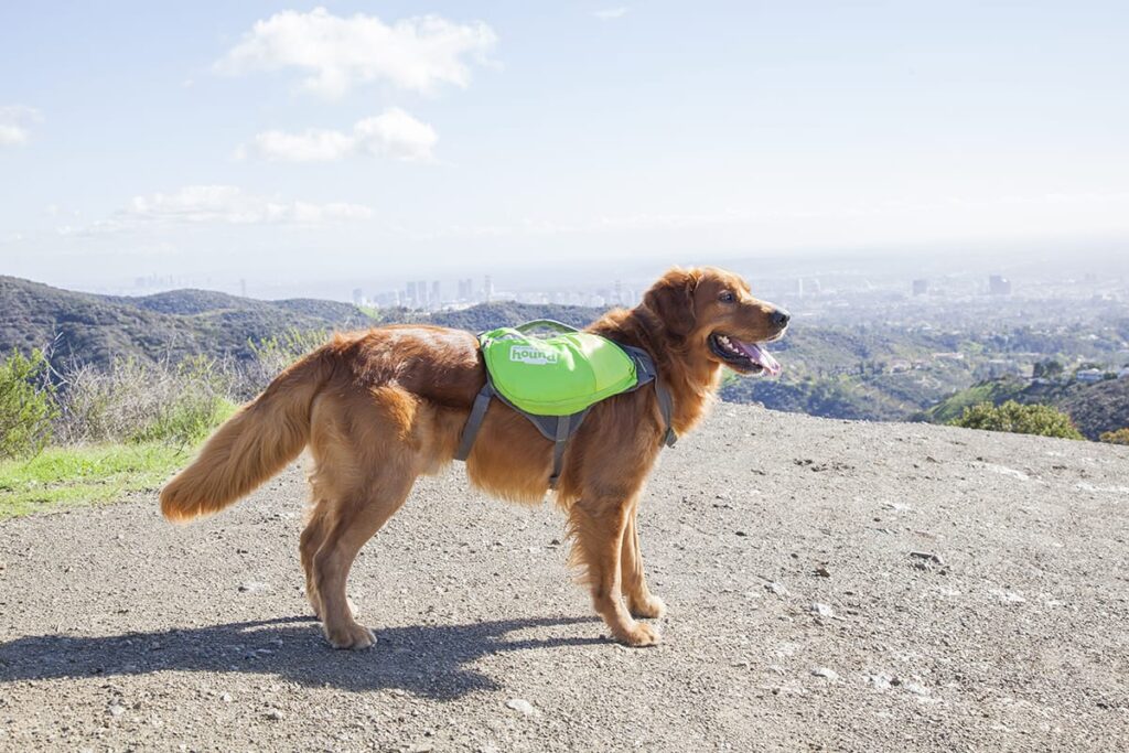 dog go bag. dog trail running gear