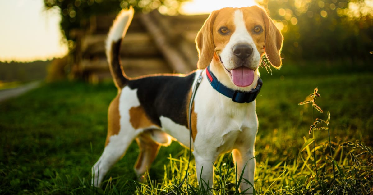 The Best Toys for Beagles and Their Super Sense of Smell