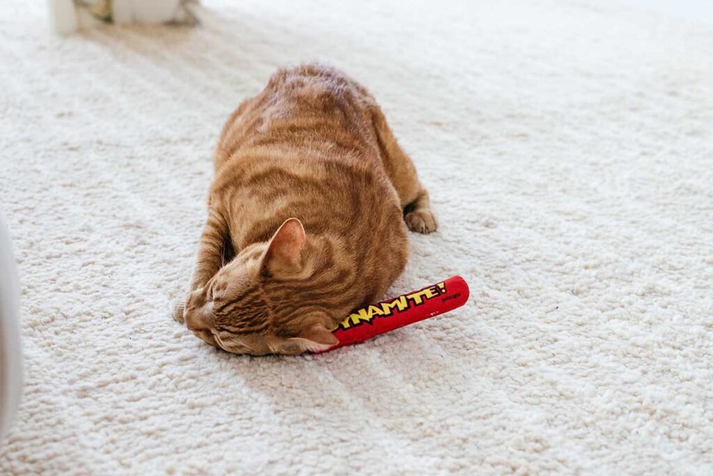 orange cat with catnip toy