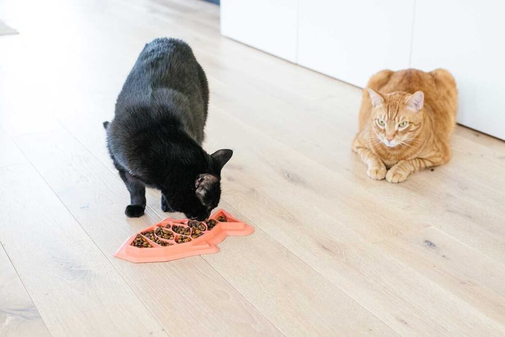 Cat eats food too fast and throws up sale