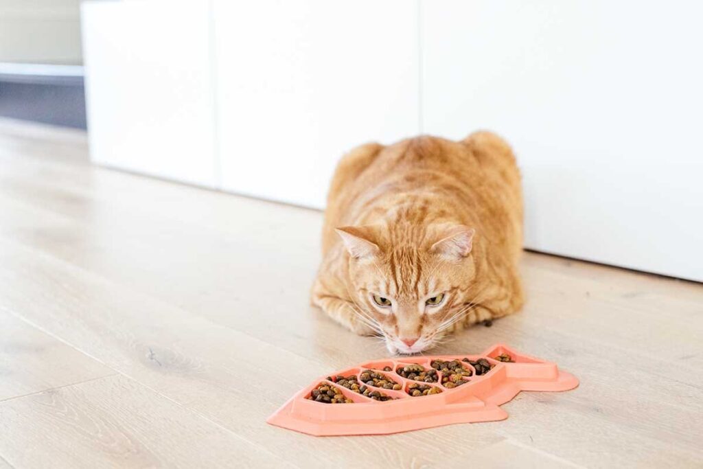 cat eating kibble