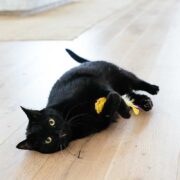 black cat staring. best cat toys for exercise