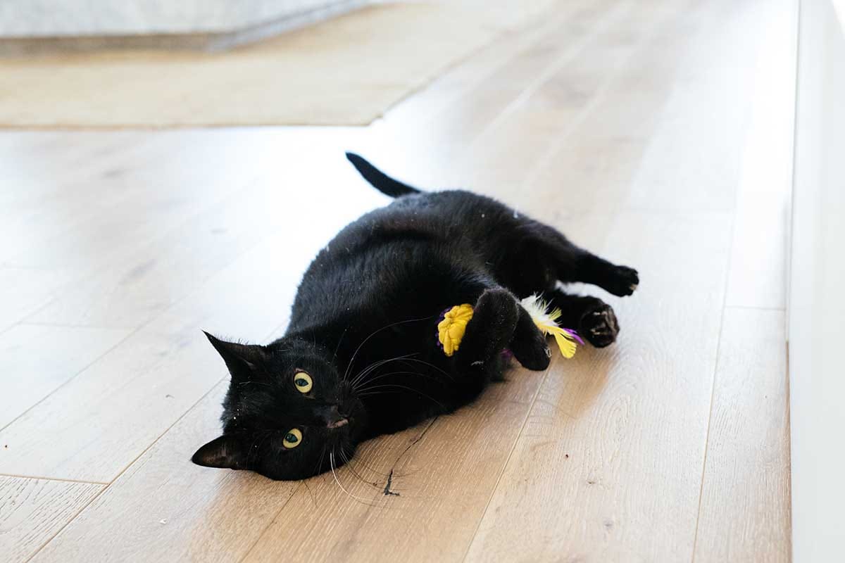 10 of the Best Cat Toys for Exercise