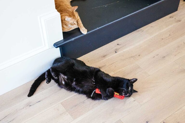 How To Keep Cats Cool in Summer Furtropolis