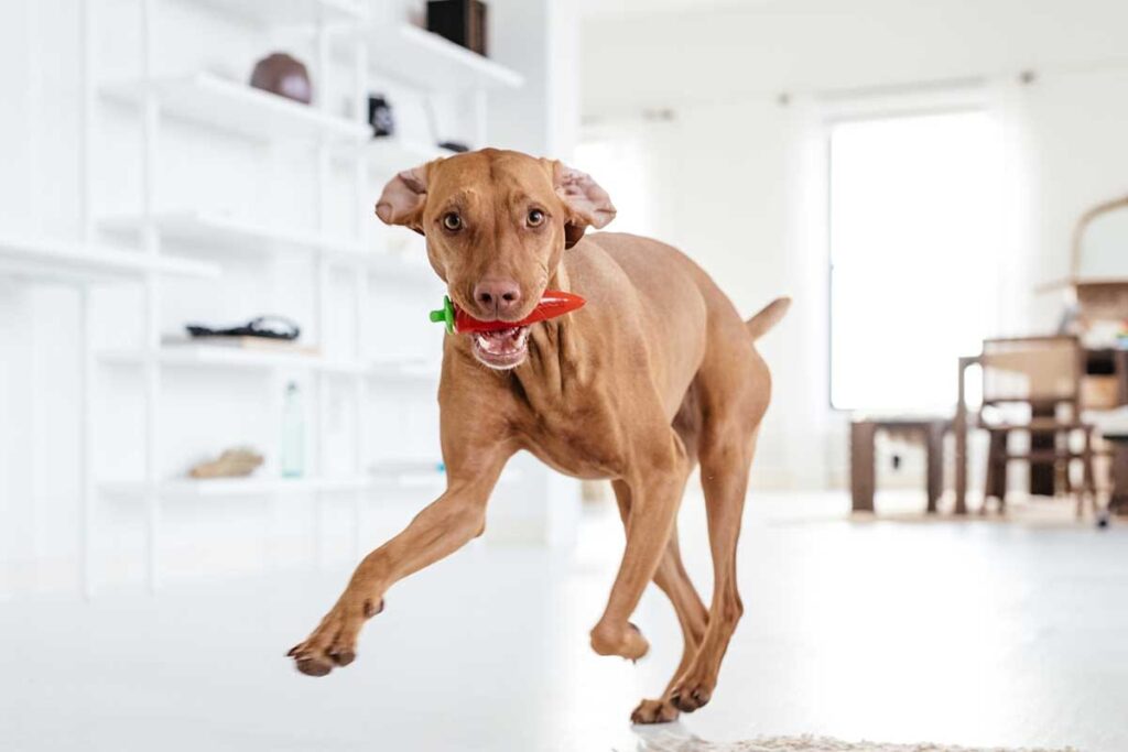 happy dog with a toy