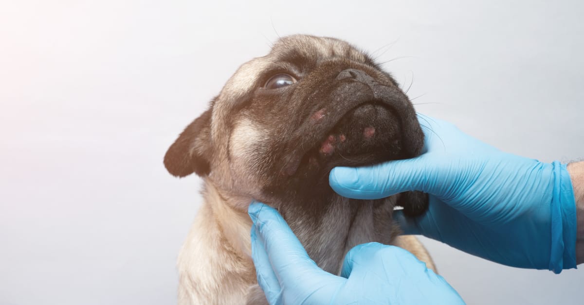 Dermatological A-cyst-tance: Can Dogs Get Pimples?