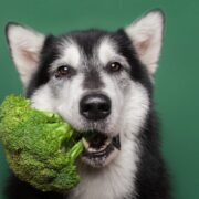 is broccoli good for dogs