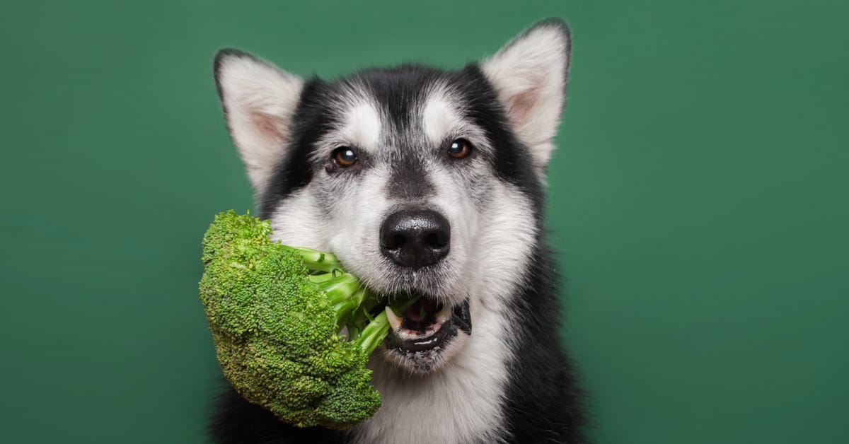 Is Broccoli Good for Dogs?