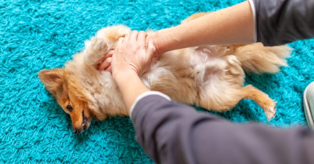 how to perform cpr on a dog
