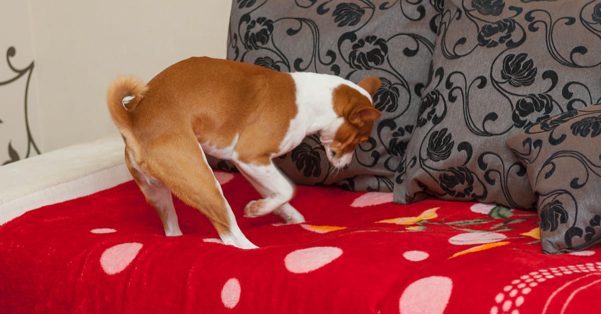 Why dogs tear outlet up their bed