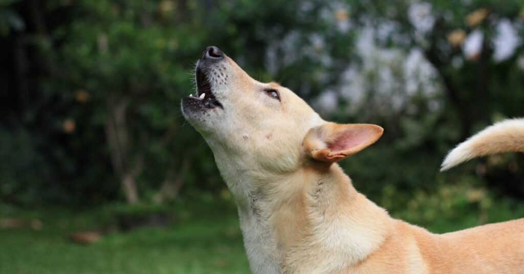 why do dogs howl at sirens