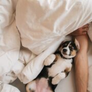 dog in bed with human. article: should you let your dog sleep with you