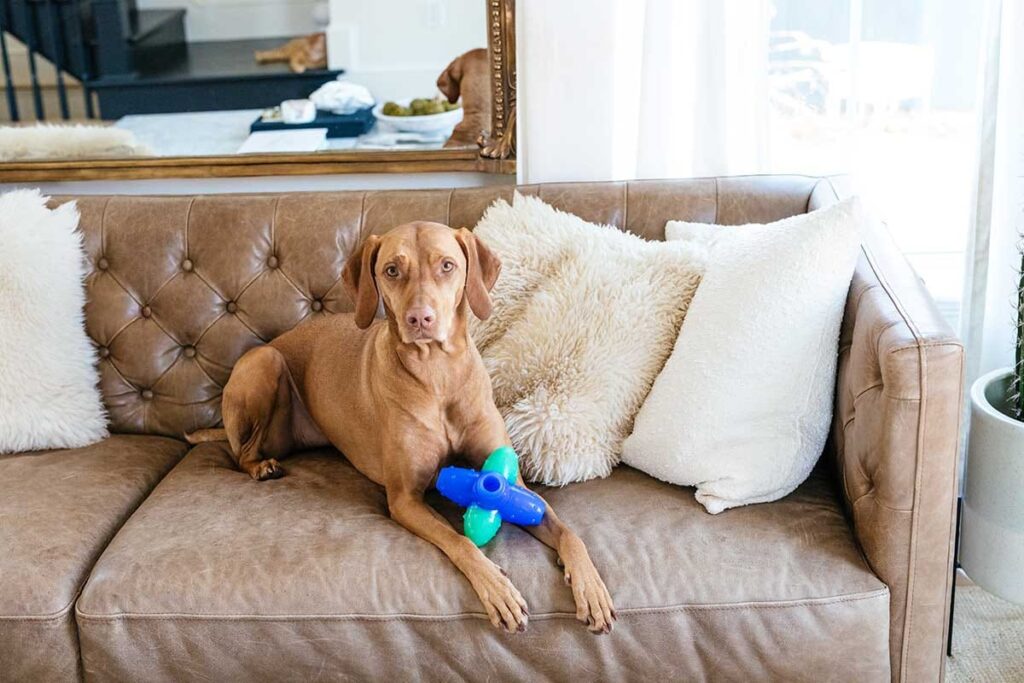 dog on a couch with toy