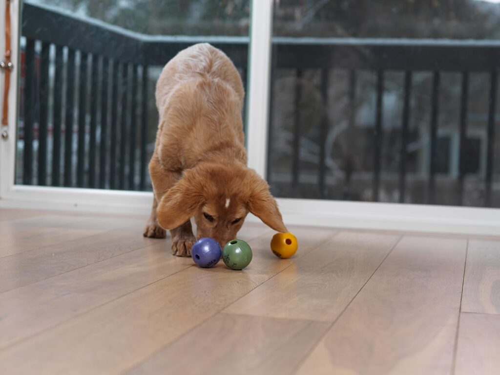 puppy playing with balls