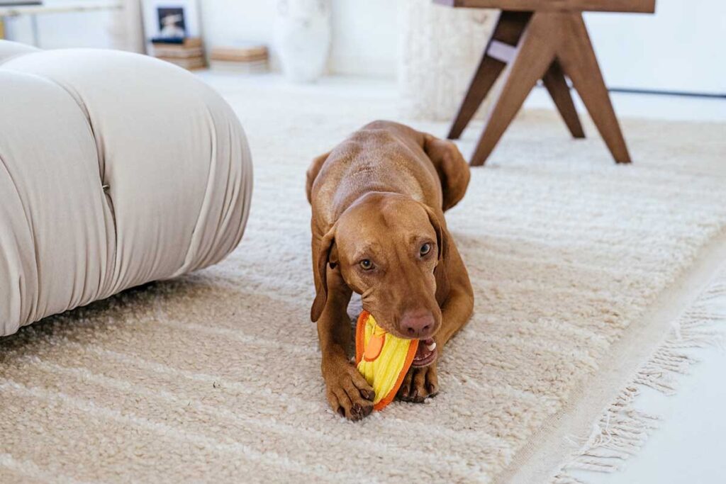 can dogs have autism? dog chewing a toy