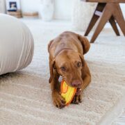 can dogs have autism? dog chewing a toy