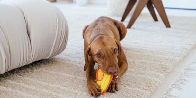 can dogs have autism? dog chewing a toy