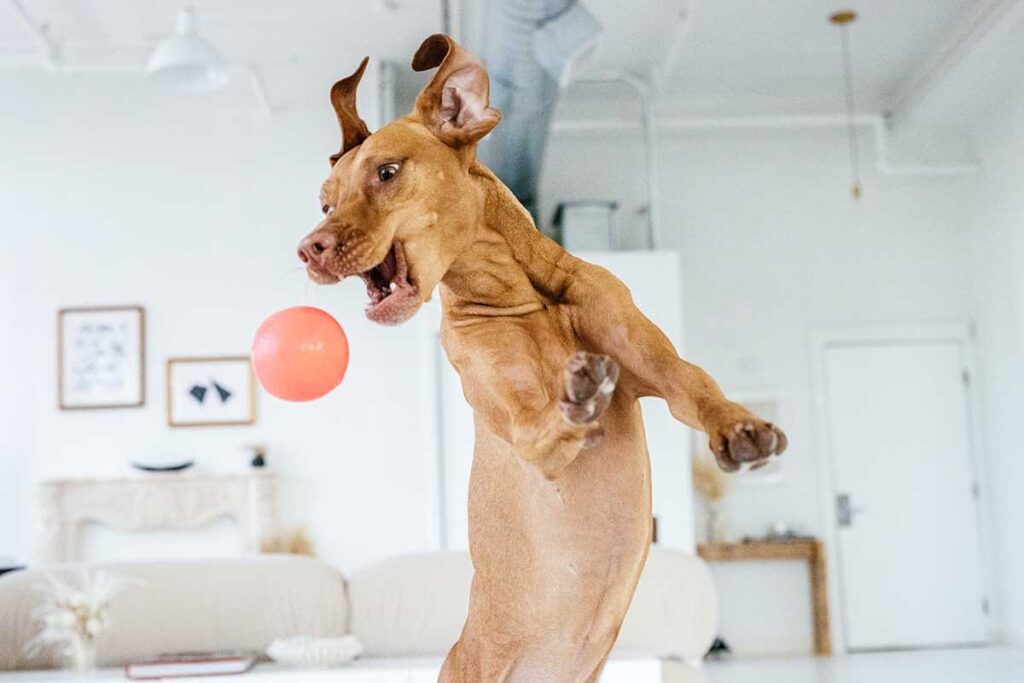 dog jumping up in air to catch ball