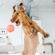 dog jumping up in air to catch ball. active dog toys