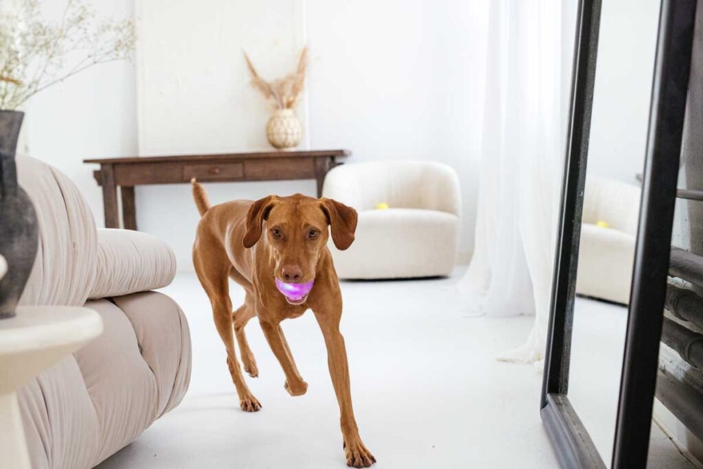 how to give your dog exercise indoors