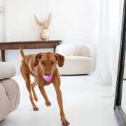 how to give your dog exercise indoors