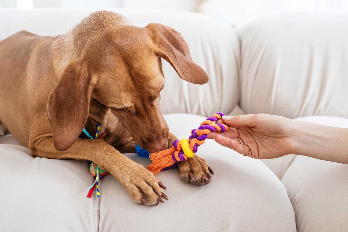 Can Dogs Get Cancer From Secondhand Smoke? Furtropolis