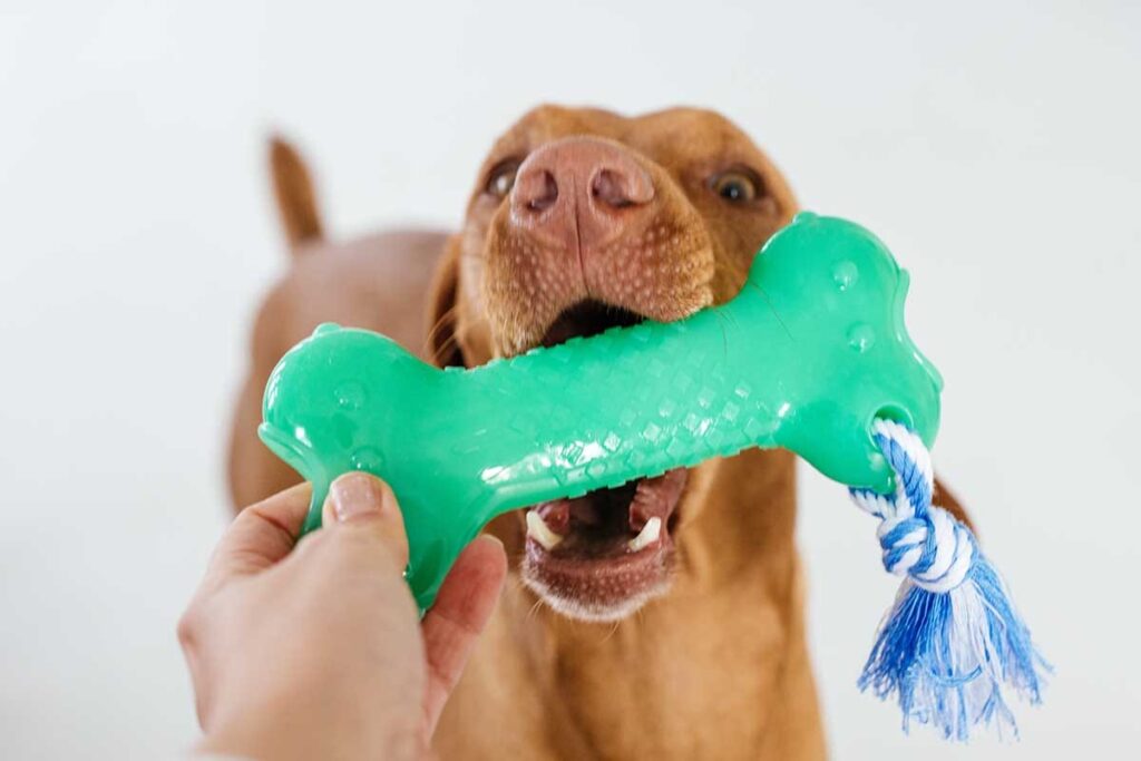 dog with bone toy