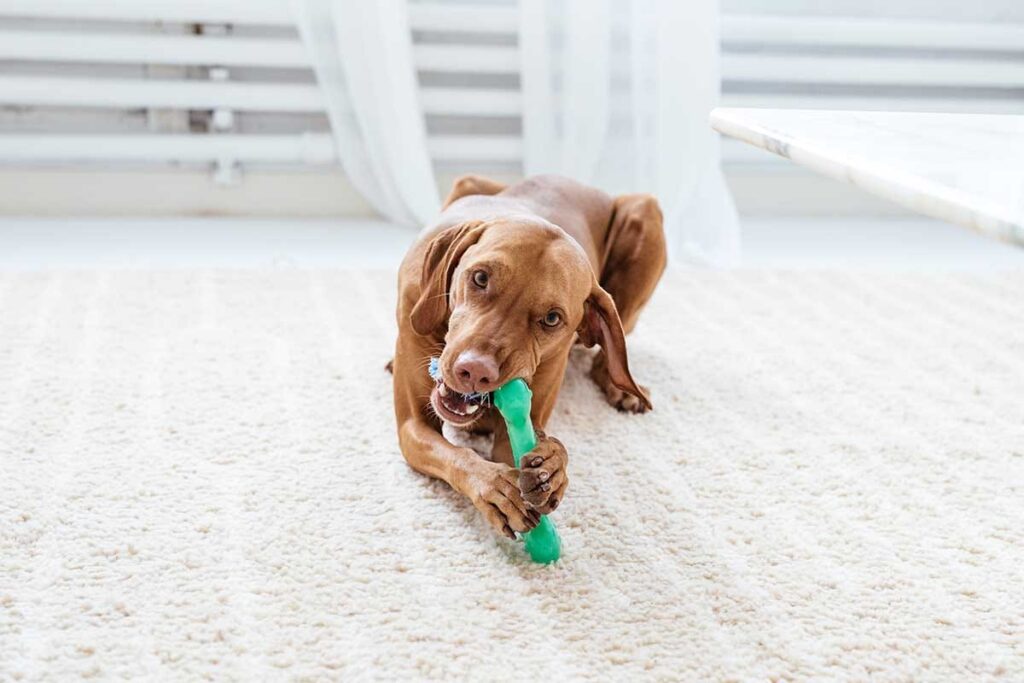 dog with a chew toy