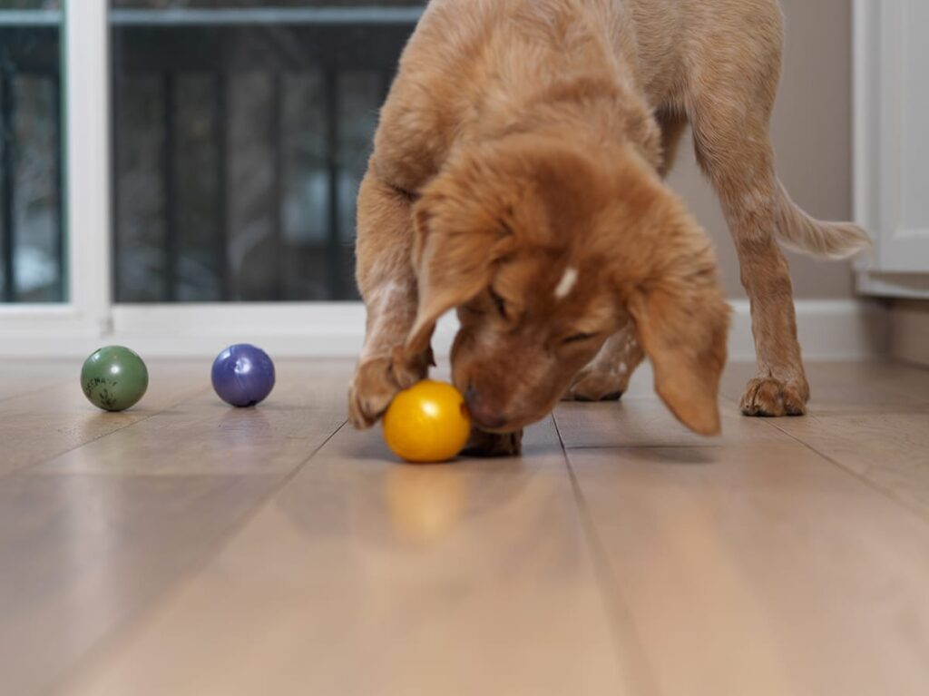 dog playing with balls