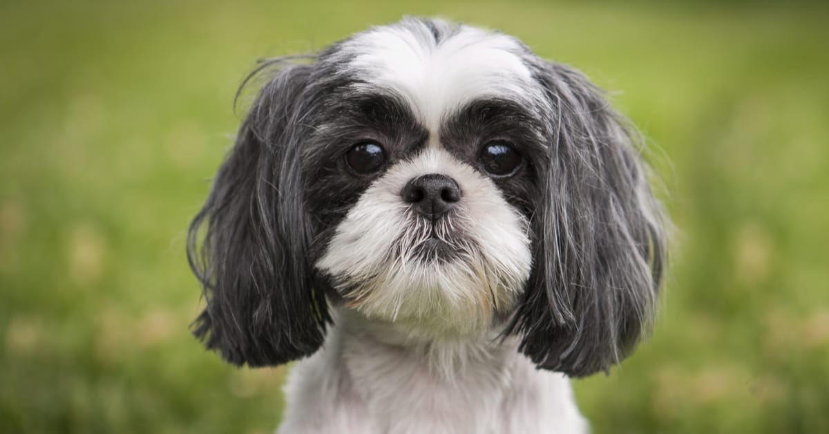 Best Toys for Shih Tzu Dogs
