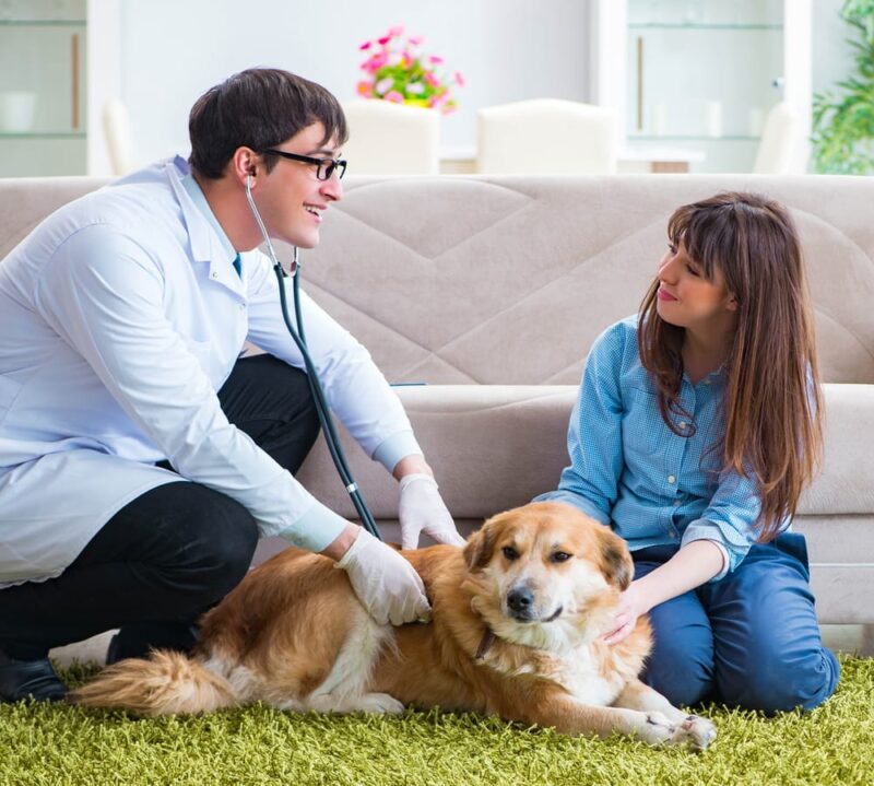 vet doing a house call