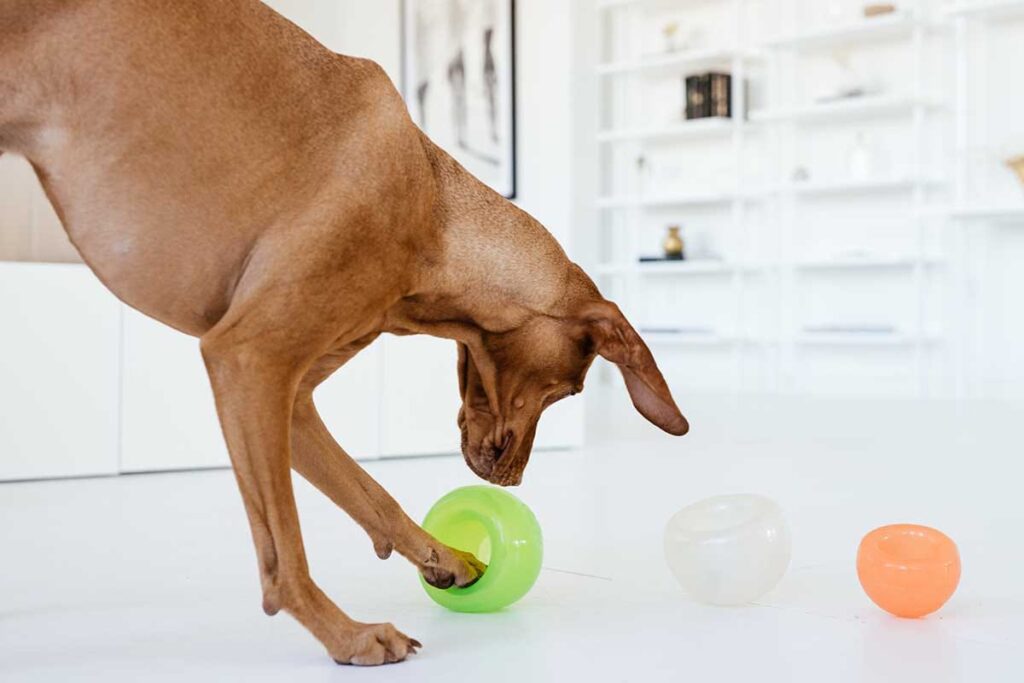 15 Best Interactive Dog Toys 2022 - Fun Interactive Dog Feeder and