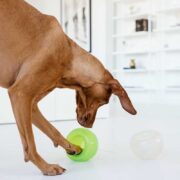 dog enrichment brain games for dogs