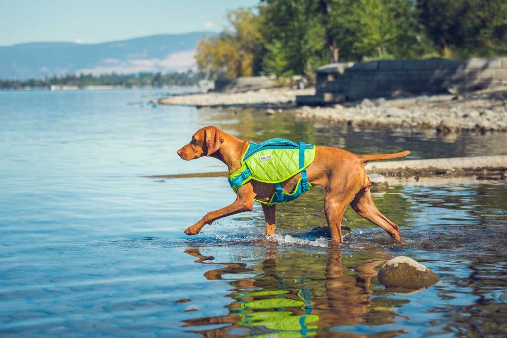 can all dogs swim? dog at lake wearing green life vest