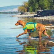 can all dogs swim? dog at lake wearing green life vest