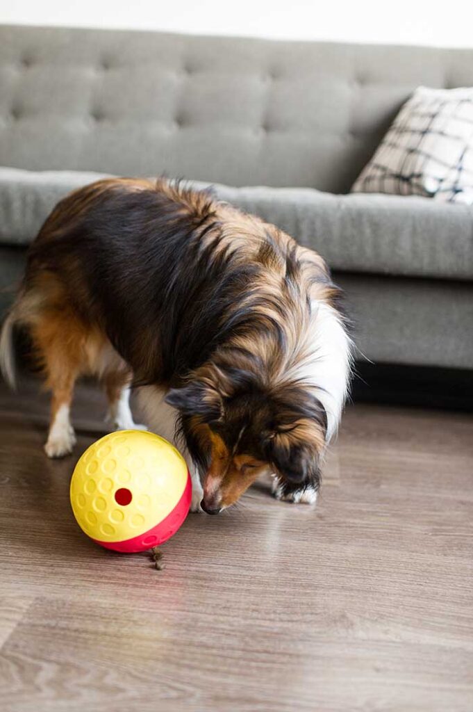 dog with treat dispensing ball