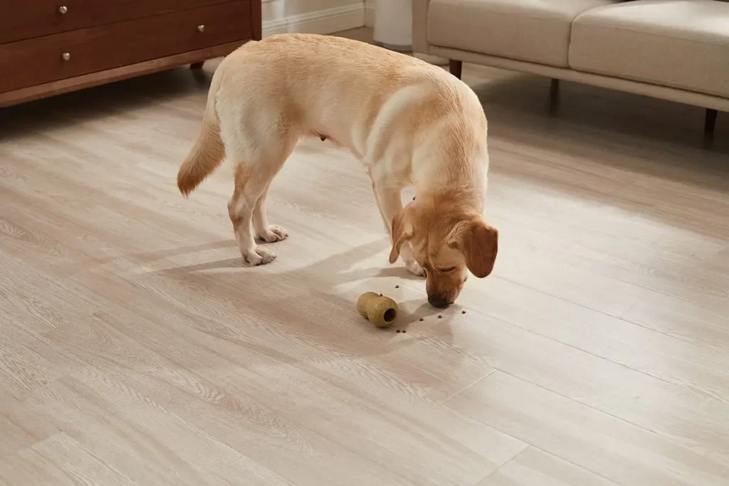 lab with toy