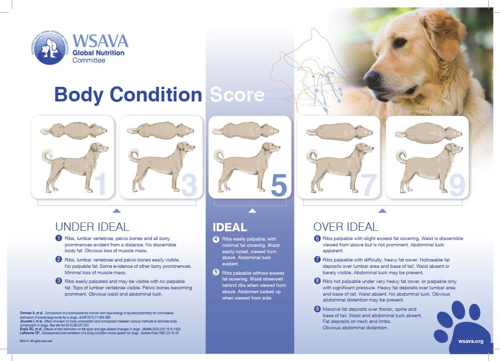 dog body condition score