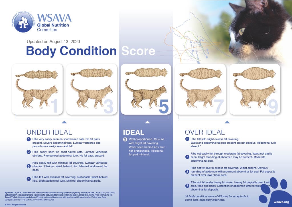 cat body condition score chart