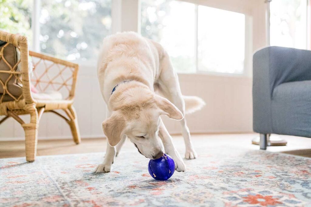 lab with a treat dispenser ball toy