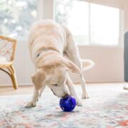 lab with a treat dispenser ball toy