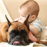 how to get your dog used to a new baby