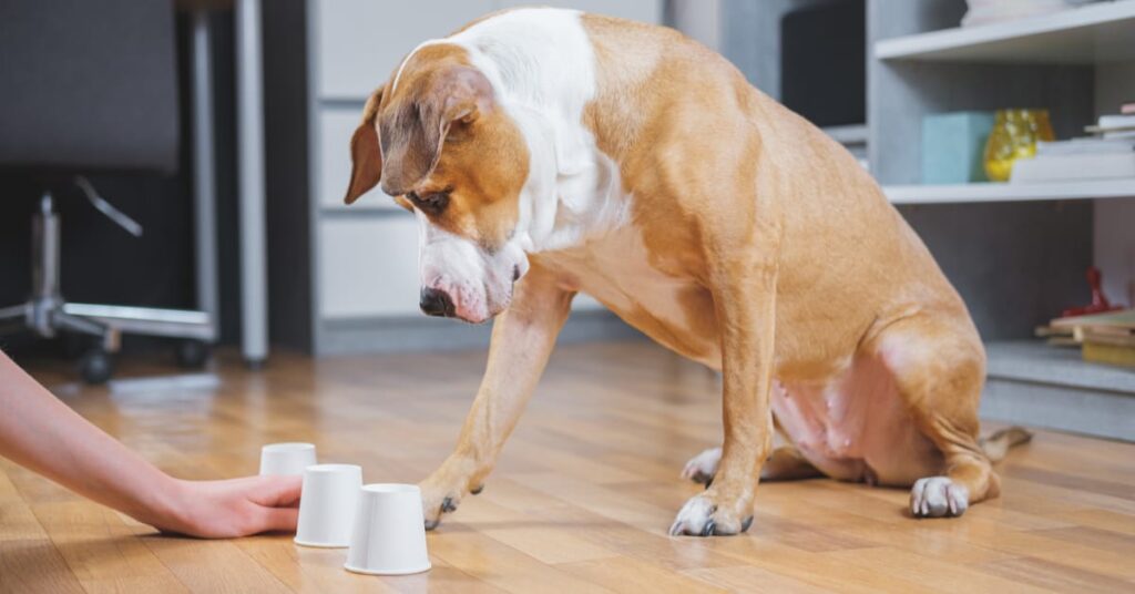 dog looking at cups. nose work games for dogs